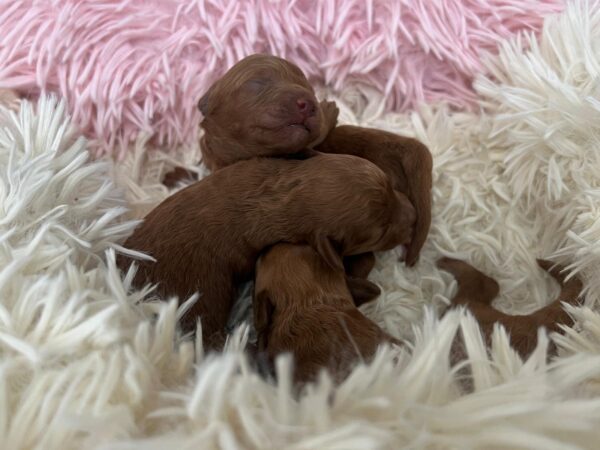 Just Girls Miniature Poodle