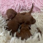 Just-girls-miniature-poodle-puppy-for-sale- (2)