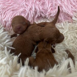 Just Girls Miniature Poodle