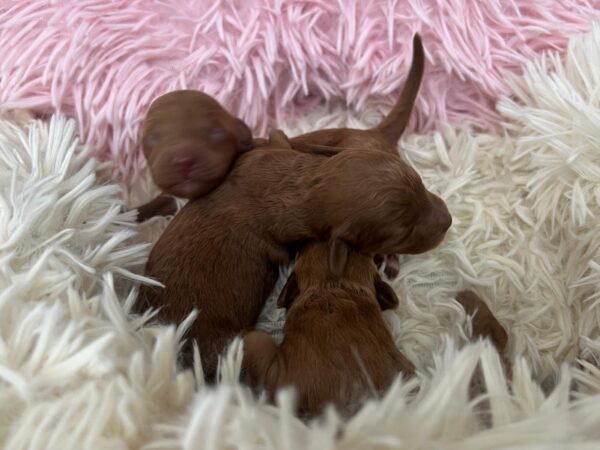 Just Girls Miniature Poodle