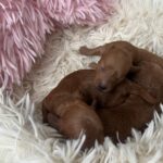 Just-girls-miniature-poodle-puppy-for-sale- (3)