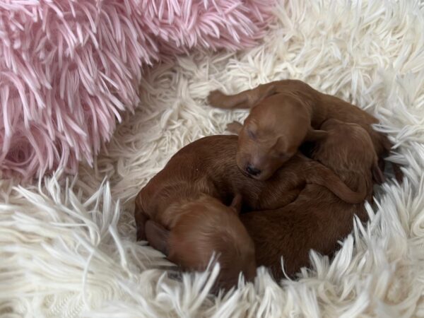 Just Girls Miniature Poodle