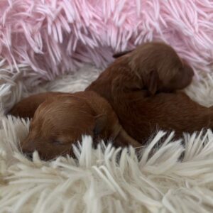 Just Girls Miniature Poodle