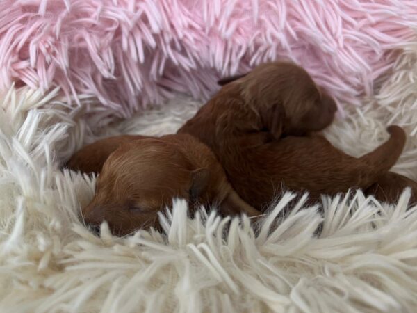 Just Girls Miniature Poodle