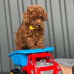 Kalla-female-Toy-Poodle-puppy-for-sale-1