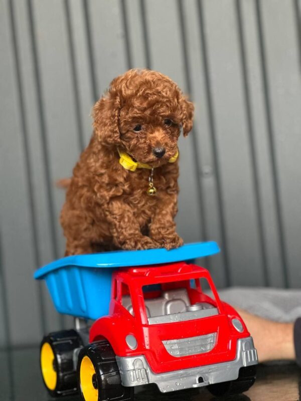Kalla Toy Poodle