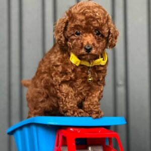 Kalla Toy Poodle