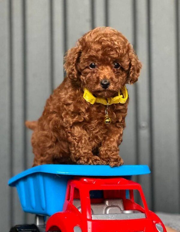 Kalla Toy Poodle