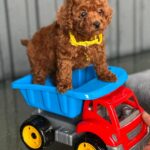 Kalla-female-Toy-Poodle-puppy-for-sale-3