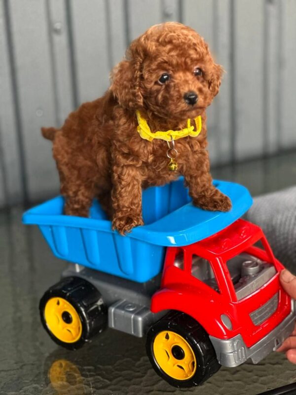 Kalla Toy Poodle