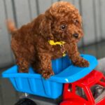 Kalla-female-Toy-Poodle-puppy-for-sale-4