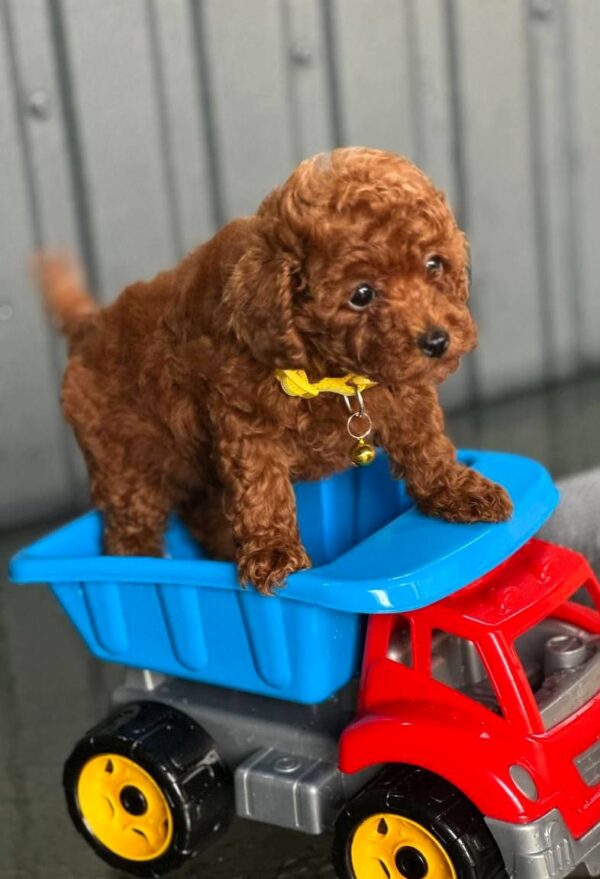 Kalla Toy Poodle