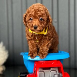 Kalla Toy Poodle