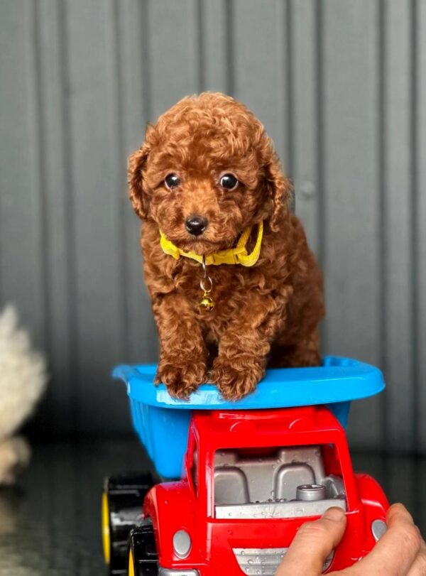 Kalla Toy Poodle