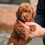 Karl-male-Toy-Poodle-puppy-for-sale-1