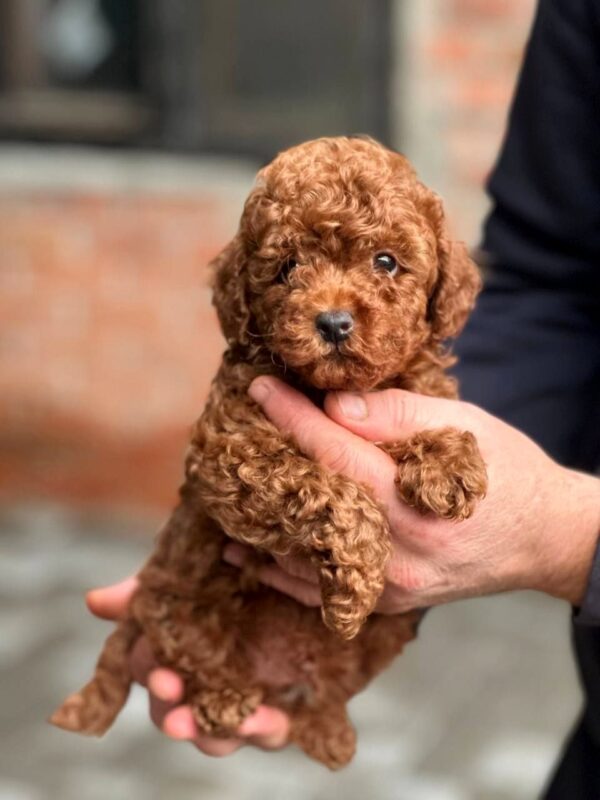 Karl Toy Poodle