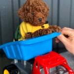 Karl-male-Toy-Poodle-puppy-for-sale-2