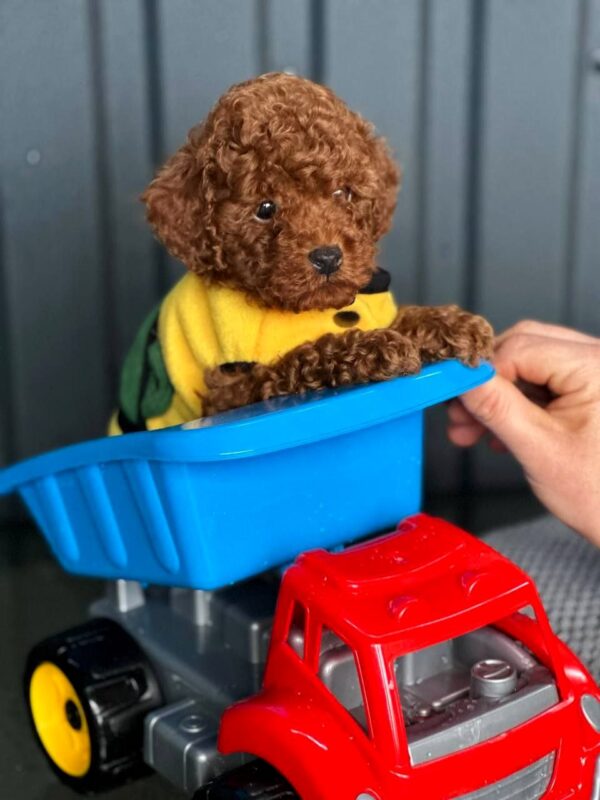 Karl Toy Poodle