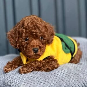 Karl Toy Poodle