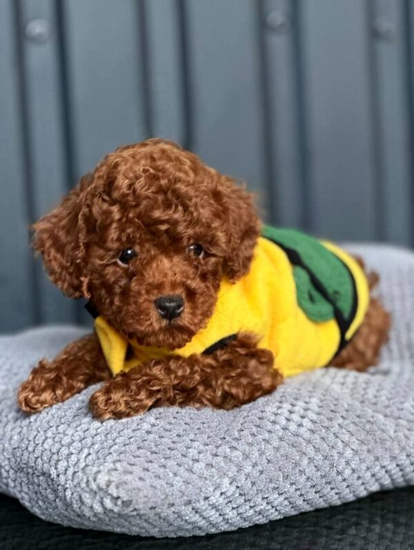 Karl Toy Poodle