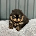 Kay-male-Pomeranian-puppy-for-sale-1