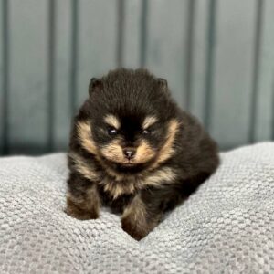 Kay Pomeranian