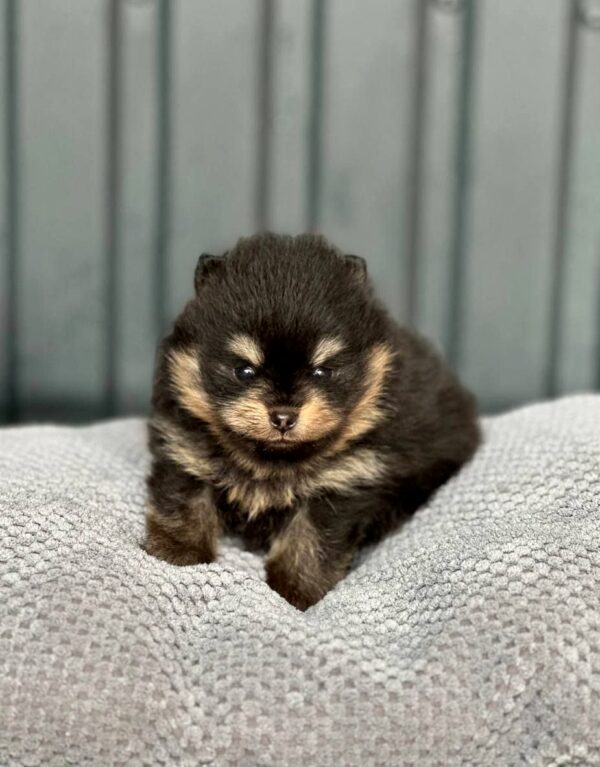 Kay Pomeranian