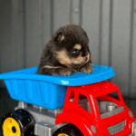 Kay-male-Pomeranian-puppy-for-sale-2