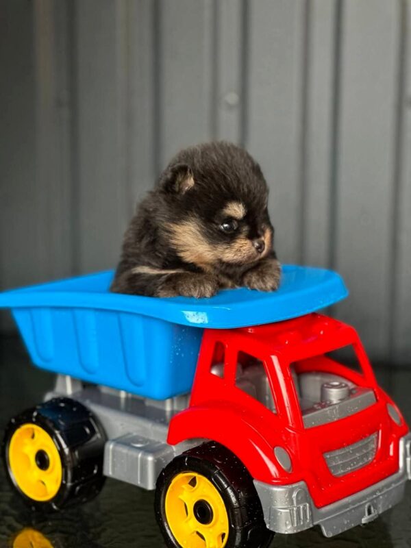 Kay Pomeranian