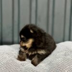 Kay-male-Pomeranian-puppy-for-sale-3