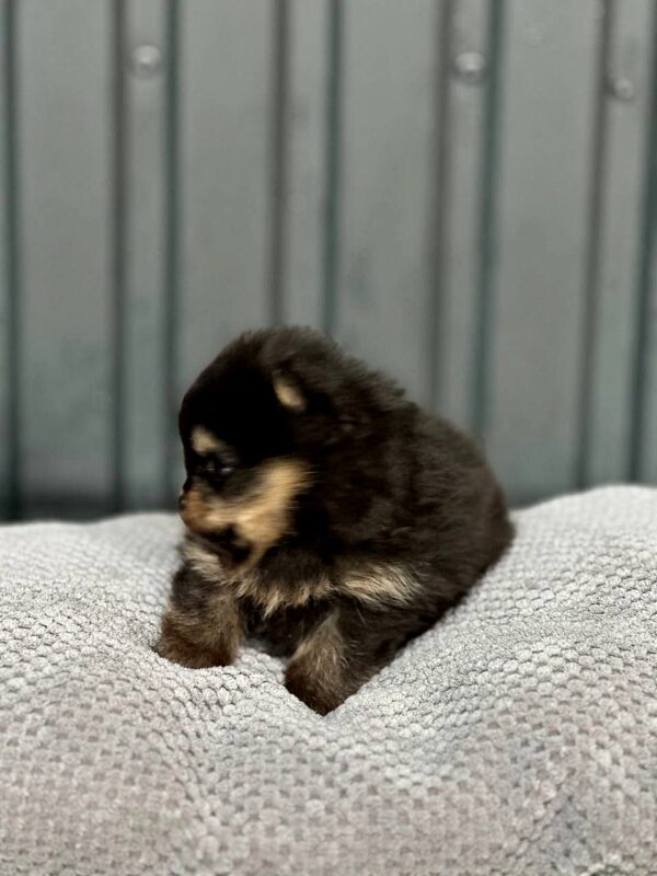 Kay Pomeranian