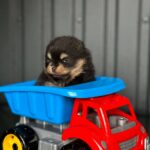 Kay-male-Pomeranian-puppy-for-sale-4