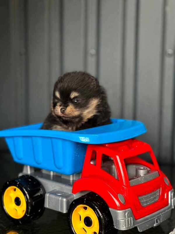 Kay Pomeranian