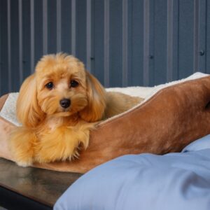 Kaylie Maltipoo