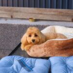 Kaylie-female- Maltipoo-puppy-for-sale-2