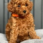 Keena-female-Toy-Poodle-puppy-for-sale-1