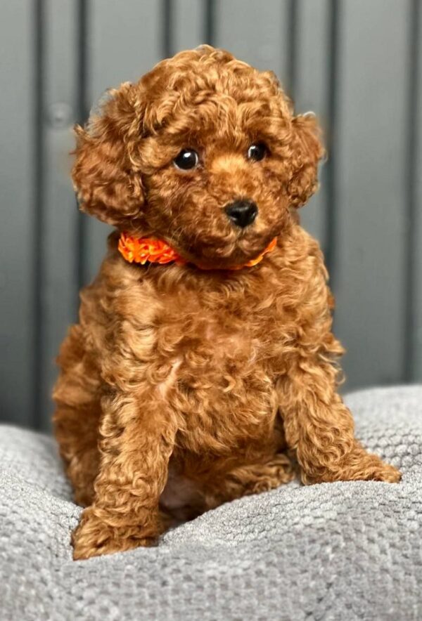 Keena Toy Poodle
