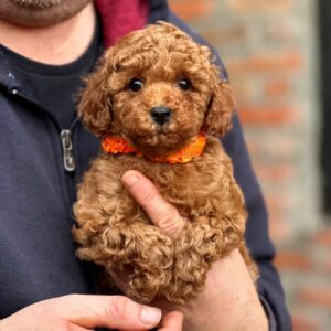 Keena Toy Poodle