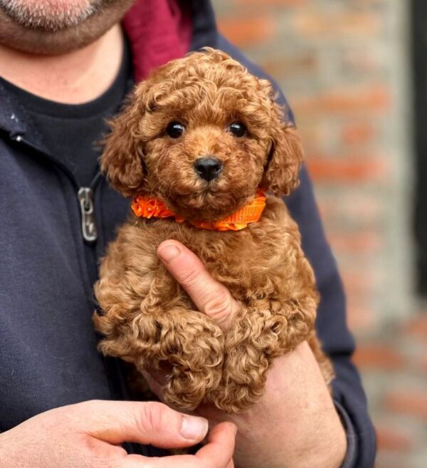 Keena Toy Poodle