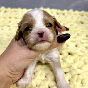Kellan Cavalier King Charles Spaniel