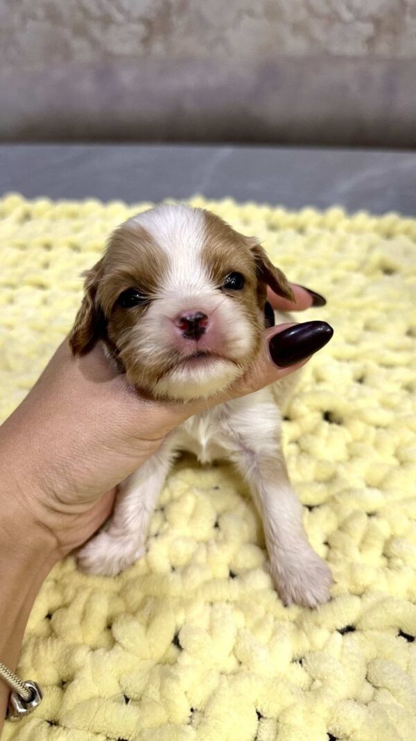 Kellan Cavalier King Charles Spaniel