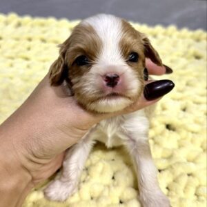 Kellan Cavalier King Charles Spaniel