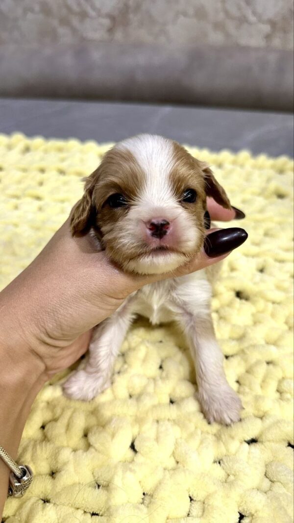 Kellan Cavalier King Charles Spaniel