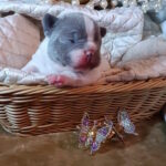 Kenny-male-french-bulldog-puppy-for-sale-1 (1)
