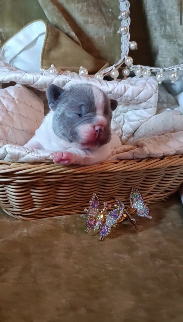 Kenny French Bulldog