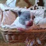 Kenny-male-french-bulldog-puppy-for-sale-1 (2)