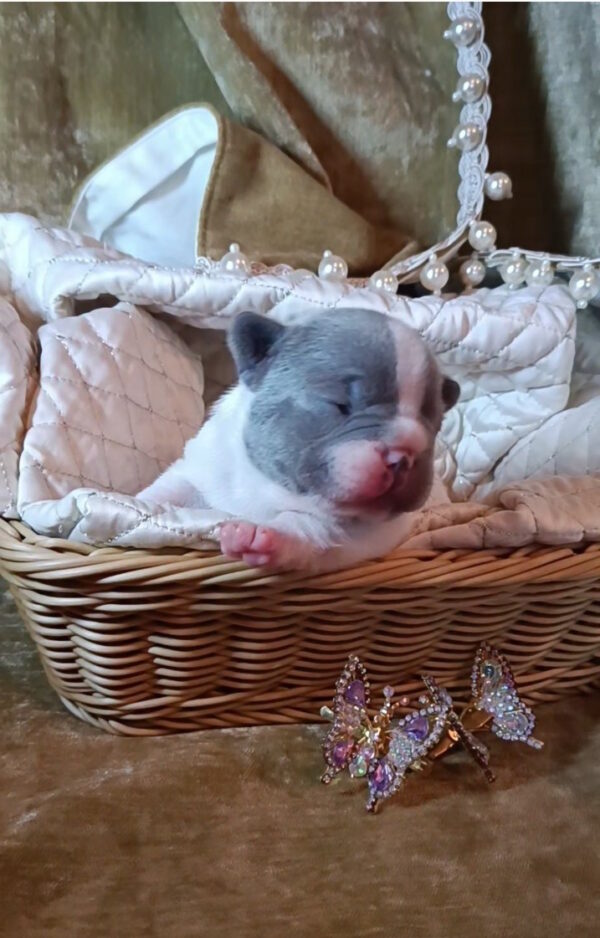 Kenny French Bulldog