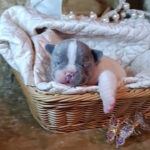 Quard French Bulldog
