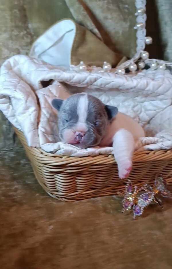 Kenny French Bulldog