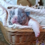 Kenny-male-french-bulldog-puppy-for-sale-1 (4)